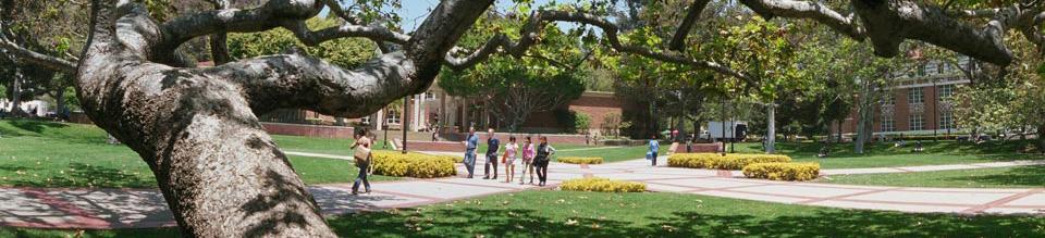 Tree in Dickson Court North